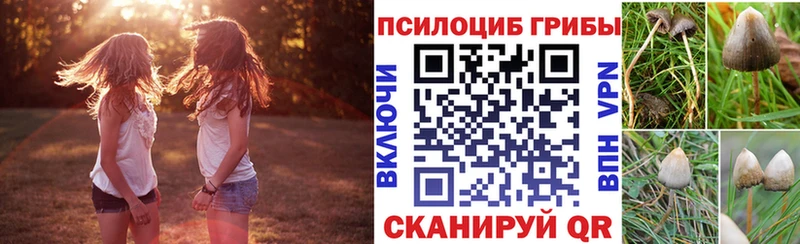 закладка  Каневская  Псилоцибиновые грибы Psilocybe 